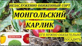 вся правда о томате монгольский карлик описание сортов томата