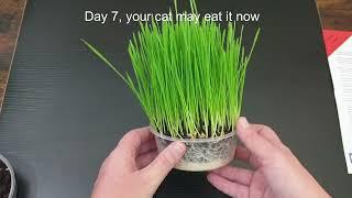 Growing Cat Grass with a Cat FurNature Cat grass kit