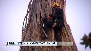 Tree trimmer pronounced dead after being found stuck in palm tree