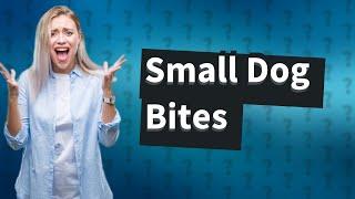 What happens if small dog bites?