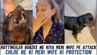 Rottweiler Bubzee openly attacked my wife: Chloe protected my wife from Bubzee