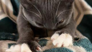 Cat videos JTB is live Watch Our Cats Do Cat Things - LiveNow!
