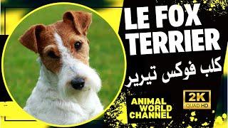 Der Foxterrier: Ein Jagdhund mit einer lebhaften Persönlichkeit