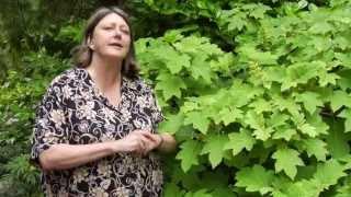 How to Prune Oak-Leaf Hydrangea - Instructional Video w/ Plant Amnesty