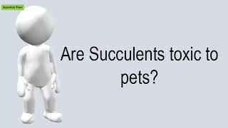 Are Succulents Toxic To Pets?