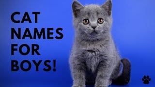  Cat Names For Boys - 42 CUTE & COOL Ideas | Names