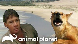 Steve Irwin Explores Isolated Fraser Island | The Crocodile Hunter | Animal Planet