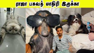 ராஜா பகவத் மாதிரி இருக்கா | சேட்டை செய்யும் விலங்குகள் | Hoomans