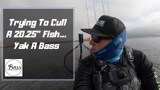 Trying To Cull A 20.25” Fish// Yak A Bass Monthly