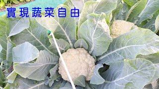 [狐狸菜園] 採收白花椰菜 芥菜 順便聊聊今年種植的成果 Harvest cauliflower, mustard and lettuces