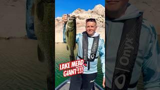 Lake Mead GIANT • Early Summer Largemouth! #bassfishing #lakemead #fishing #bassboat #largemouthbass