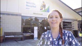 The Buzz - The Latest in Wildlife at RSPCA QLD