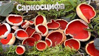 Sarcoscypha - the first spring mushrooms