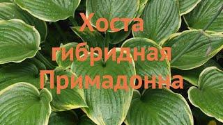 Хоста гибридная Примадонна (hosta prima donna)  обзор: как сажать, луковицы хосты Примадонна