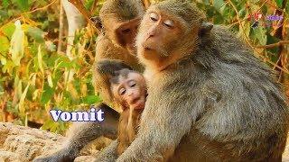 Million pity! Poor baby monkey Lola vomit after head trauma by falling down from high tree