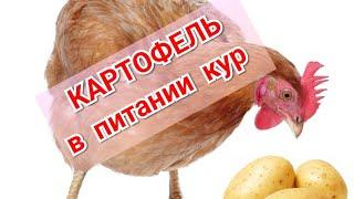 Potatoes in chicken nutrition. My approach.