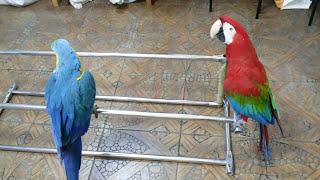 Попугаи ара.Филя и Гоша развлекаются,пока моют переноски и вольеры./Macaws.Filya and Gosha.