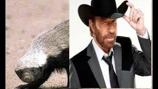 Honey Badger Narrates: Chuck Norris & Honey Badger Are Friends!