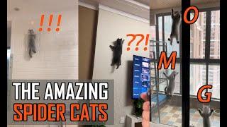 Funny Cats Climbing Walls Like A Pro 2019 NEW!