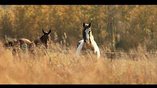 Cinematic October autumn nature in 4K!