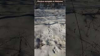 В лес пешком | Конец февраля 2025, а снегу уже почти нет | ч1