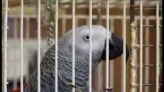 Swearing Parrot Total Nutter Sparky(AS SEEN ON TV)