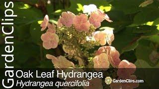 Oak Leaf Hydrangea - Hydrangea quercifolia - Growing tips for Oakleaf Hydrangea