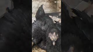 HEN CHICKS #SHORTS |AFAQ BUKHARI