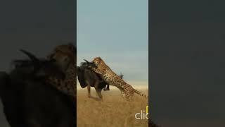 Cheetahs Takedown a Wildebeest | The Way of the Cheetah #shorts #natgeowild