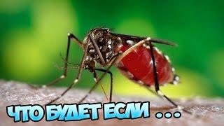 Что будет, если комары исчезнут?