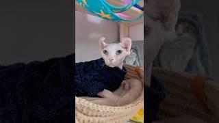 КОТИК ГРИША ОСТАНЕТСЯ С НАМИ?! #котики