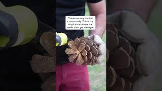 Transform Pinecones into Flowers with a Multi Tool #craft