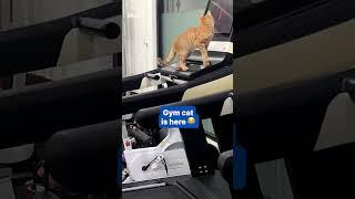 Fitness cat uses treadmill at the gym