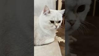 Снежка сидит на стуле под музыку наггетса ковбоя из 2024 #funny #memes #comedy #music #снежкаtv #cat