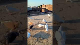 kasy lgy humrry Kabutar AP ko ️️#pigeon #aliwal #aliwal #viral #pigeon