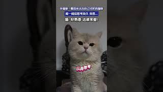 #10 funny animal news️ #cat #dog #pet #funny #funniest pet moments #best pet compilation #pets