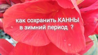 Как сохранить канны, в зимний период?