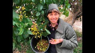 Pistachio: Growing pistachio trees and harvesting your crop in Melbourne