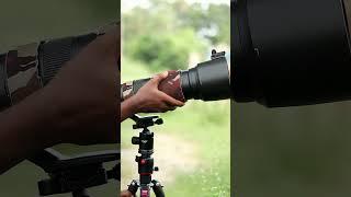 Wildlife Photography / Wildlife Photographer / Bird Photography / #birds #photography  #wildlifepics