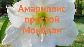 Амариллис простой Монблан (amaryllis mont blanc)  обзор: как сажать, саженцы амариллиса Монблан