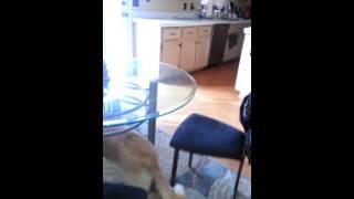 Sir Snoopus the underwear thief