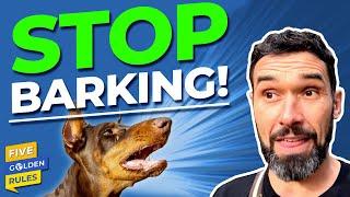 Stop Barking By Acknowledging Danger: Doggy Dan Golden Rule #4