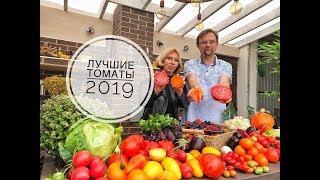 Лучшие томаты 2019. Дачные сезоны с Мариной Рыкалиной