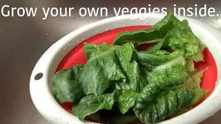 Save some Cash!!! Grow Your Own Veggies in an Aerogarden....Organic and No Pesticides!!!