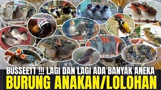 BUSSETT !!! LAGI LAGI BANYAK BURUNG ANAKAN/LOLOHAN DI KIOS PASAR PRAMUKA