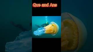 Gk questions and answers  #facts #myvideo #gk24 #amazingfacts #factinhindi #gkfactchnnel #trending