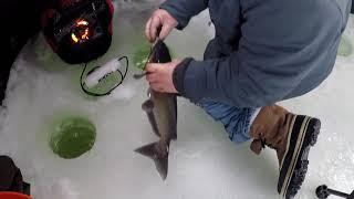 Ice fishing for catfish,walleye and cooking walleye #catfish #cookingwalleye