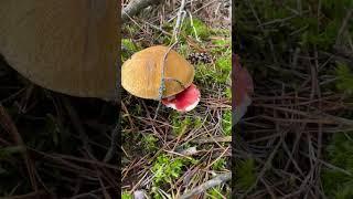 Leśny mezalians - maślak pstry i gołąbek wymiotny - suillus variegatus and russula emetica