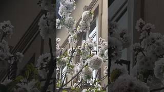 Окна в сад #рекомендации #окна #сад#цветет#сочи#мацеста