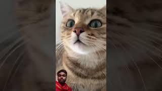 cat #funny #cute #cutecat #kitten #shotfeed #cutecates #cattledisease #comedyfilms #cow